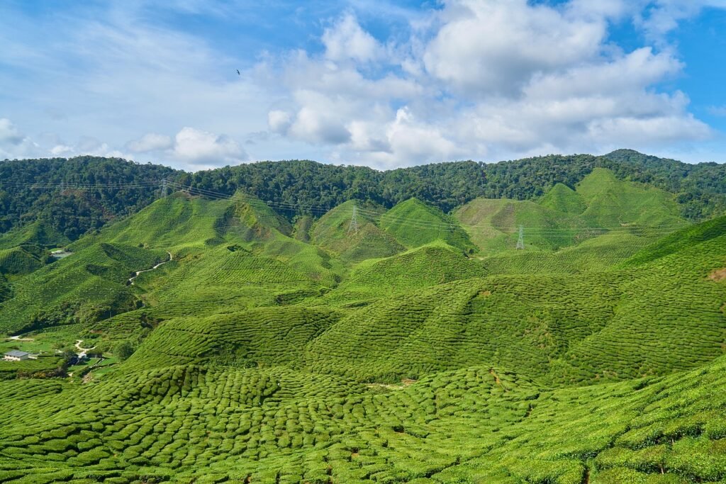 cameron highlands