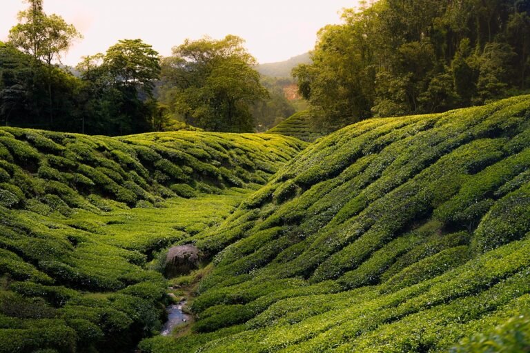 kuala lumpur to cameron highlands