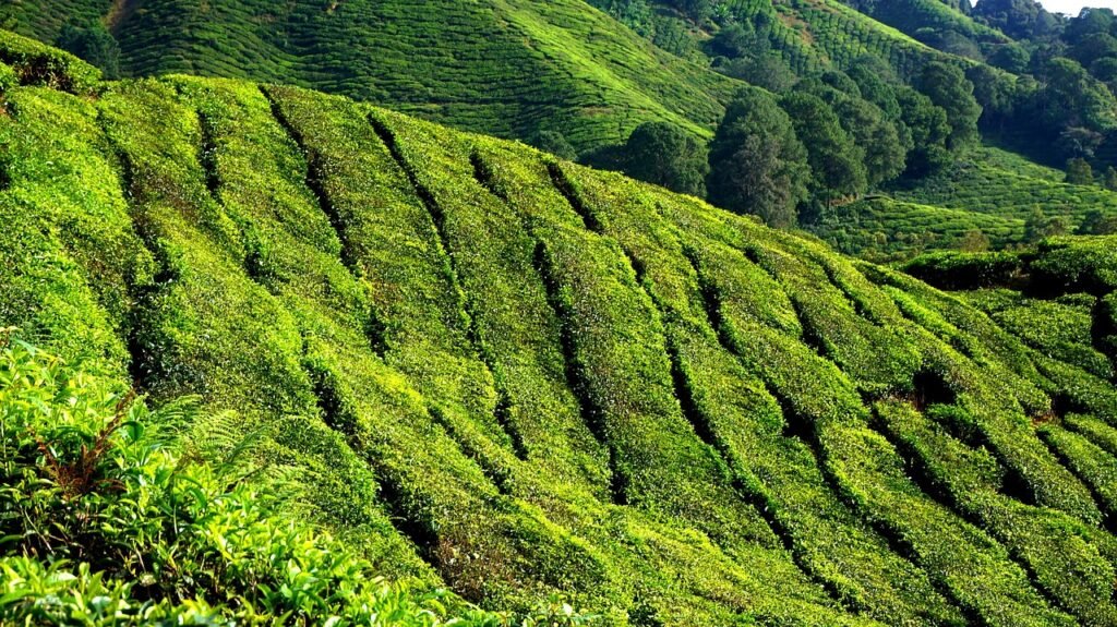 cameron highlands