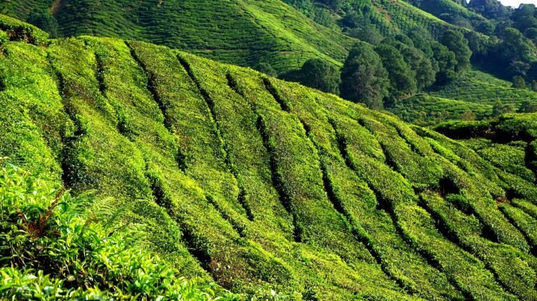 cameron highlands