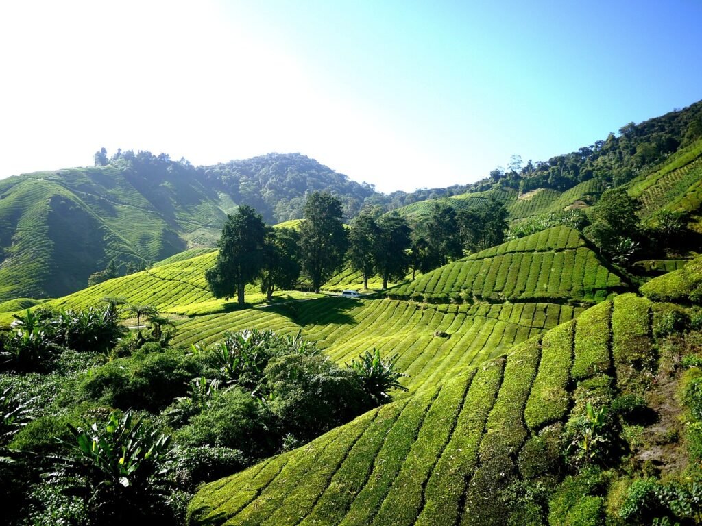 cameron highlands