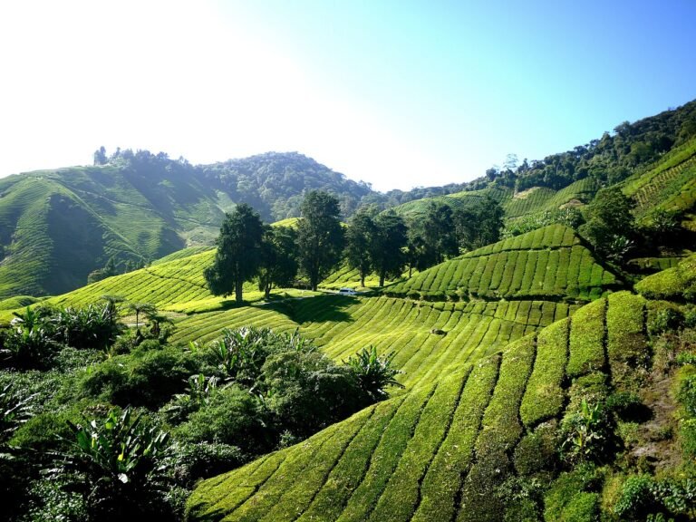 cameron highlands