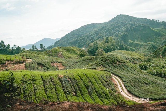 cameron highlands