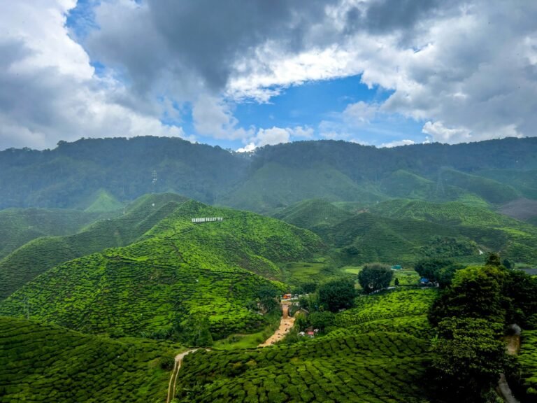 cameron highlands