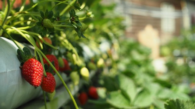 cameron highlands stawberry